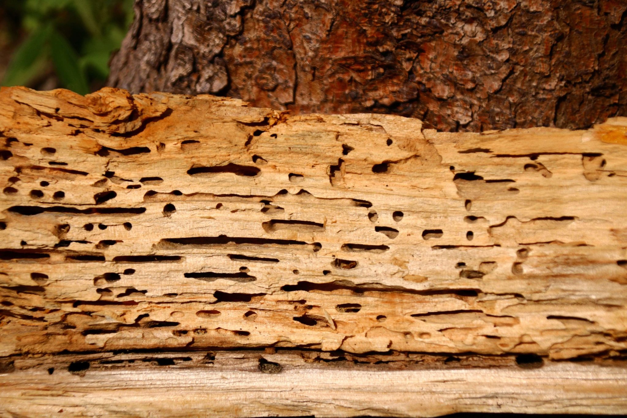 Holzwurm im Brennholz » Alles was du Wissen solltest! + Vorstellung