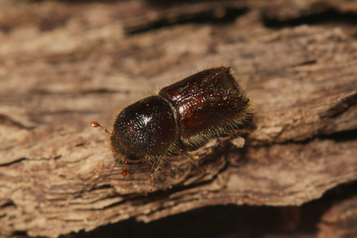 Holzwurm im Brennholz » Alles was du Wissen solltest! Vorstellung ...