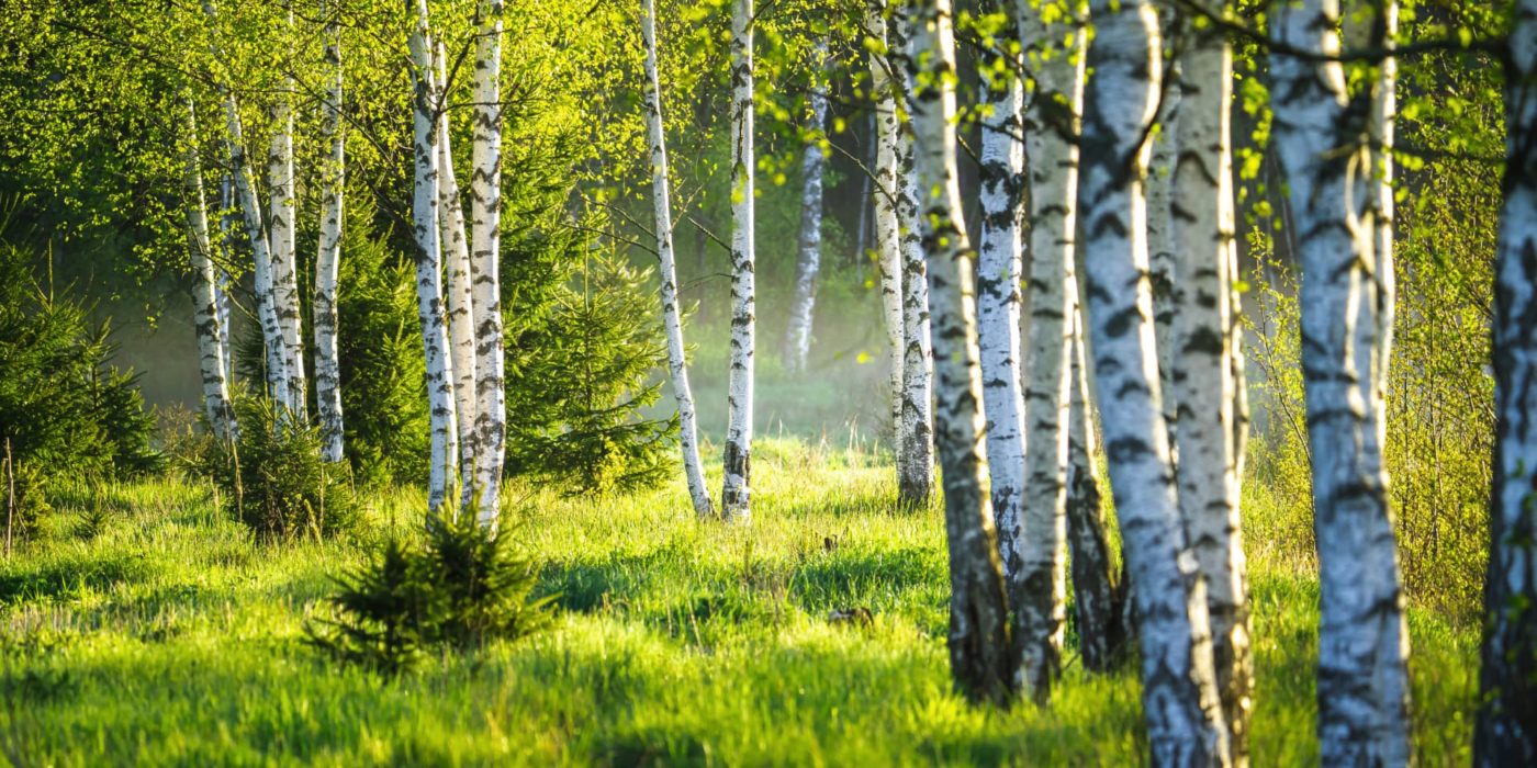 Birkenbrennholz Vorteile Kaminholz Birke